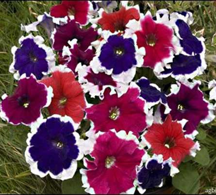 петуния многоцветковая бахромчатая      Petunia multiflora